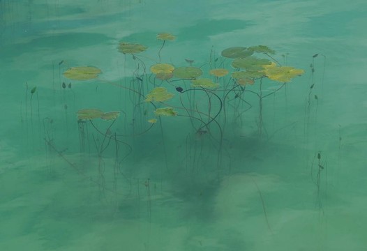 莉莉池塘