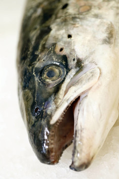魚上冰