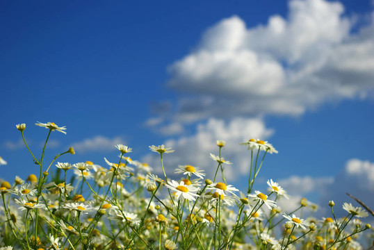 camomiles