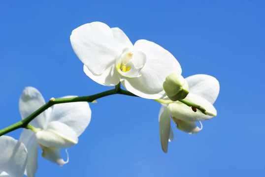 白蘭花；藍(lán)天。