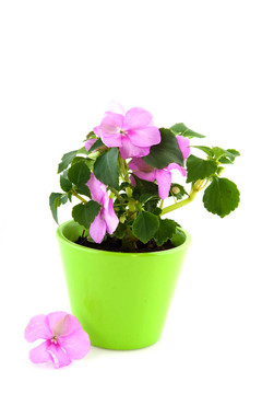 粉色鳳仙花
