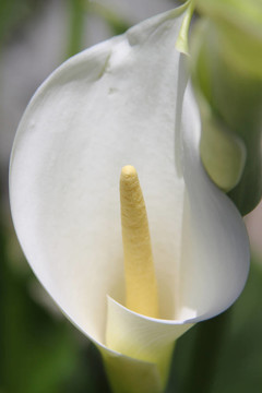 百合花