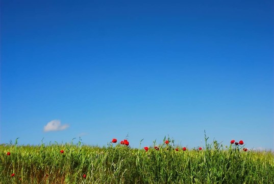 紅罌粟和藍(lán)天