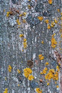 在樹皮Lichens