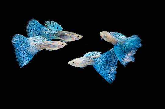 游泳藍(lán)孔雀魚(yú)熱帶魚(yú)寵物；