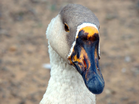 鵝的肖像