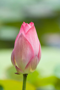 蓮花