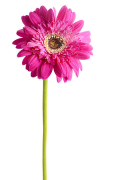 Gerbera。