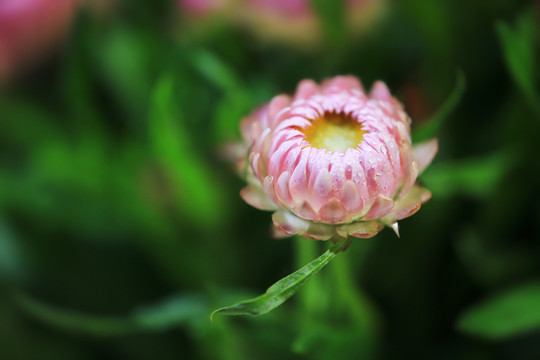 毛莨花