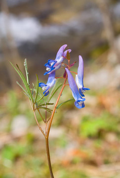 早春開花5