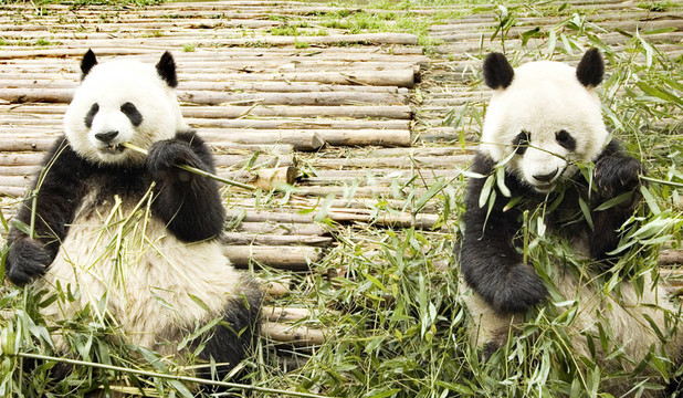 兩只大熊貓飼養(yǎng)