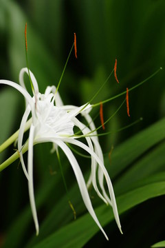 水鬼蕉屬；Spider Lily；