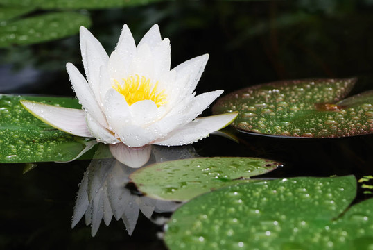 蓮花
