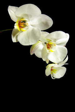 蘭花