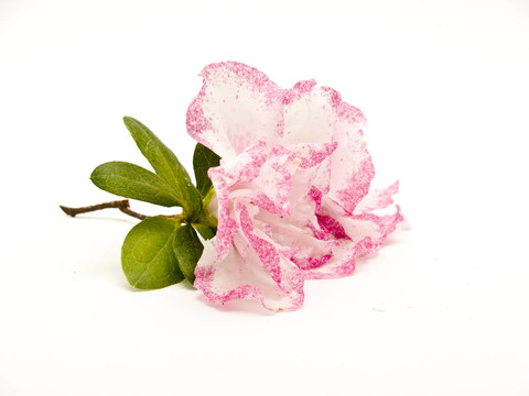 杜鵑花