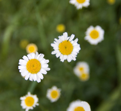 雛菊