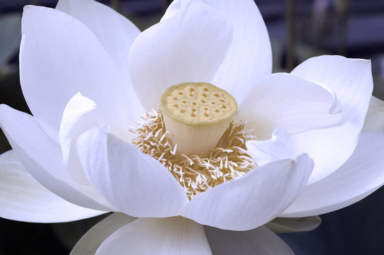 白蓮花
