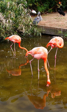 在佛羅里達(dá)州的一個(gè)公園，紅色的火烈鳥(niǎo)
