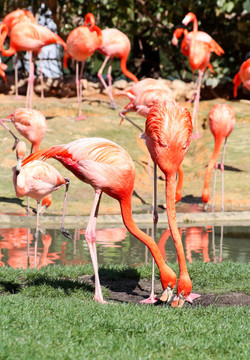 在佛羅里達(dá)州的一個公園，紅色的火烈鳥