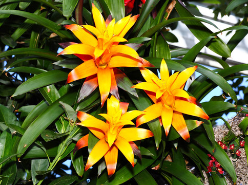 在植物園的花
