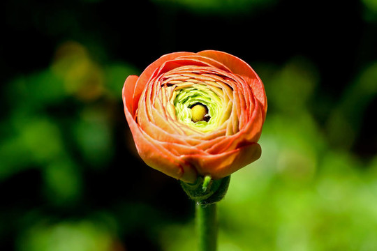 一朵花蕾