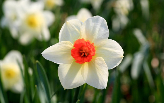 水仙花盛開(kāi)在春天
