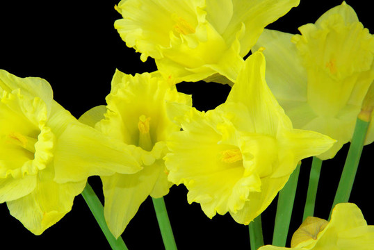 黑03朵水仙花
