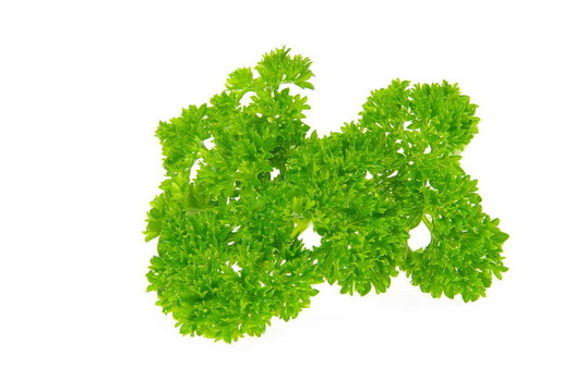 香菜01