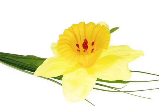 從塑料01水仙花