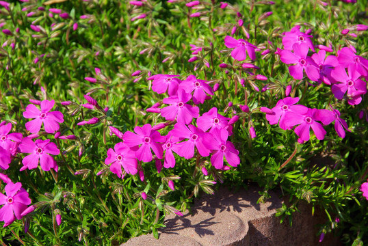 Moss Phlox 05