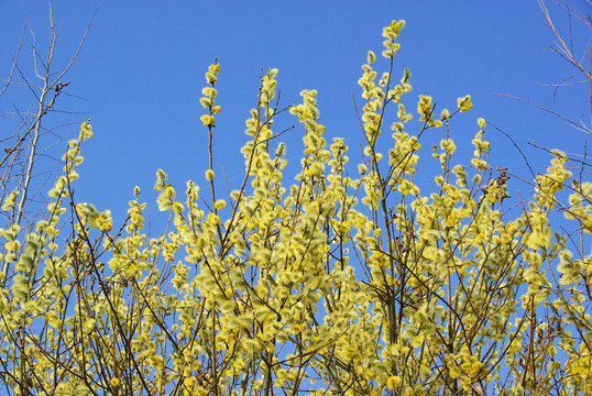 catkin 41