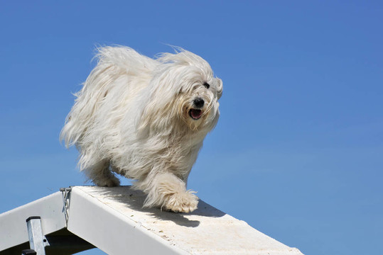 馬爾濟斯犬