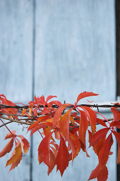 秋天的紅葉