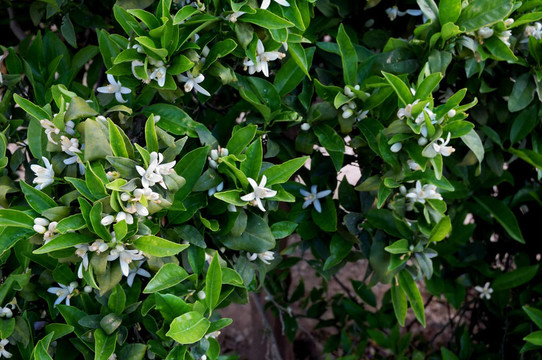 橙樹開花