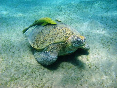 海龜和suckerfishes