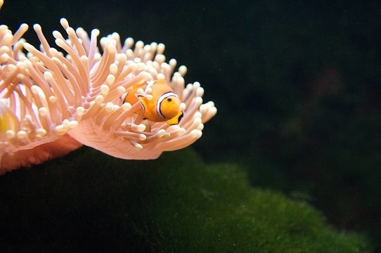小丑魚和?？? style=