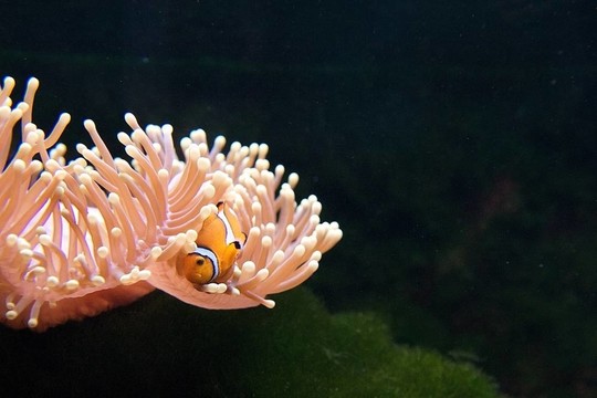 小丑魚和海葵