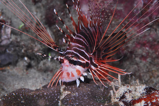 狩獵的獅子魚