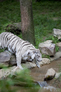潛行的White Tiger