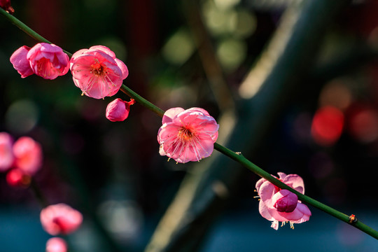 紅梅花盛開