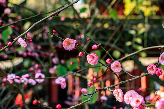 紅梅花盛開 梅花 枝條 自然
