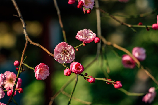 紅梅花盛開 梅花 枝條 自然
