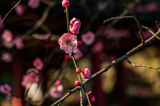 紅梅花盛開 梅花 枝條 自然