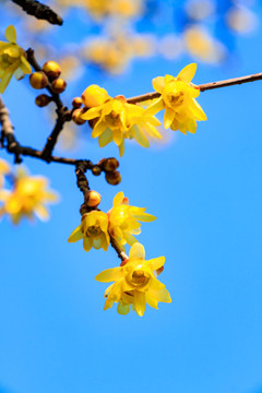 蠟梅臘梅 金梅花 臘梅花蠟梅花