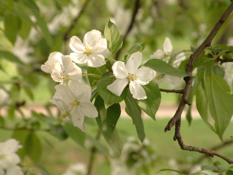 蘋果樹(shù)的花