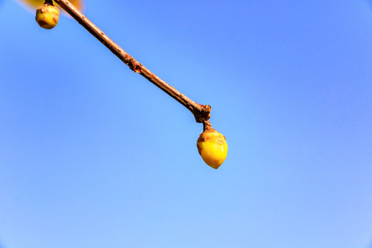 蠟梅臘梅 金梅花 臘梅花蠟梅花