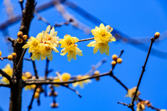 蠟梅臘梅 金梅花 臘梅花蠟梅花