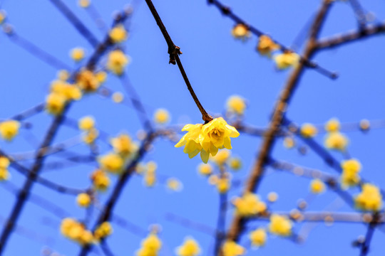 金梅花 梅花 蠟梅臘梅 臘梅花