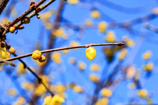蠟梅臘梅 臘梅花蠟梅花 黃梅花