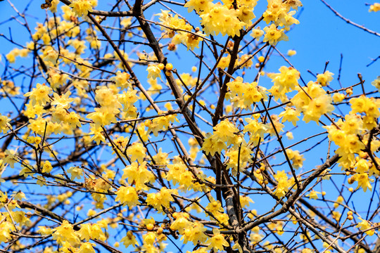 蠟梅臘梅 臘梅花蠟梅花 黃梅花